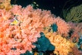 Alcyonarian Soft Coral wall underwater Royalty Free Stock Photo