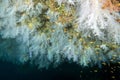 Alcyonarian Soft Coral wall underwater Royalty Free Stock Photo