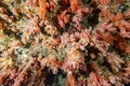 Alcyonarian Soft Coral wall underwater landscape panorama Royalty Free Stock Photo