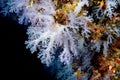 Alcyonarian Soft Coral wall underwater landscape panorama Royalty Free Stock Photo