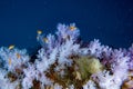 Alcyonarian Soft Coral wall underwater landscape panorama Royalty Free Stock Photo