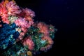 Alcyonarian Soft Coral wall underwater landscape panorama Royalty Free Stock Photo