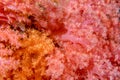 Alcyonarian Soft Coral wall underwater landscape panorama Royalty Free Stock Photo