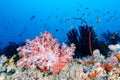 Alcyonarian Soft Coral wall underwater landscape panorama Royalty Free Stock Photo