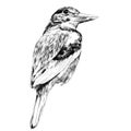 Alcyone bird sketch vector