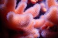 Alcyonium digitatum or dead man\'s fingers, soft coral of the coast of northern Atlantic ocean and South Pacific