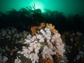 Alcyonium digitatum, Farne Islands, East coast, England Royalty Free Stock Photo