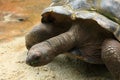 Aldabra giant tortoise Royalty Free Stock Photo