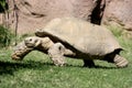 Aldabra giant tortoise Royalty Free Stock Photo
