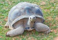 Aldabra giant tortoise (Aldabrachelys gigantea) Royalty Free Stock Photo