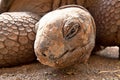 Aldabra giant tortoise (Aldabrachelys gigantea) Royalty Free Stock Photo