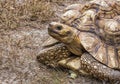 Aldabra Giant Tortoise Aldabrachelys Gigantea