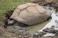 Aldabra giant tortoise Aldabrachelys gigantea Royalty Free Stock Photo