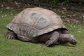 Aldabra giant tortoise Aldabrachelys gigantea