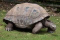 Aldabra giant tortoise Aldabrachelys gigantea Royalty Free Stock Photo