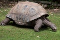 Aldabra giant tortoise Aldabrachelys gigantea