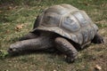 Aldabra giant tortoise Aldabrachelys gigantea Royalty Free Stock Photo