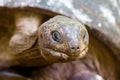 Aldabra giant tortoise Aldabrachelys gigantea Royalty Free Stock Photo