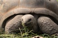 Aldabra giant tortoise, aldabrachelys gigantea Royalty Free Stock Photo