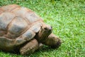 Aldabra giant tortoise Aldabrachelys gigantea Royalty Free Stock Photo