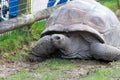 Aldabra giant tortoise (aldabrachelys gigantea