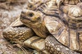 Aldabra Giant Tortoise (Aldabrachelys Gigantea)