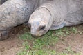 Aldabra giant tortoise (aldabrachelys gigantea