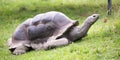 Aldabra giant tortoise (Aldabrachelys gigantea) Royalty Free Stock Photo