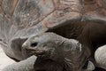 Aldabra giant tortoise (Aldabrachelys gigantea) Royalty Free Stock Photo