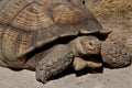 Aldabra giant tortoise (Aldabrachelys gigantea)