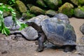 Aldabra giant tortoise Aldabrachelys gigantea, Mahe Island, Seychelles. Royalty Free Stock Photo
