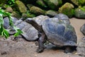 Aldabra giant tortoise Aldabrachelys gigantea, Mahe Island, Seychelles.