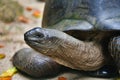 Aldabra giant tortoise Aldabrachelys gigantea, Mahe Island, Seychelles. Close-up. Royalty Free Stock Photo
