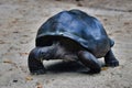 Aldabra giant tortoise Aldabrachelys gigantea, Mahe Island, Seychelles. Royalty Free Stock Photo