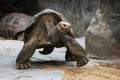 Aldabra giant tortoise (Aldabrachelys gigantea) Royalty Free Stock Photo