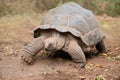 Aldabra giant tortoise Royalty Free Stock Photo