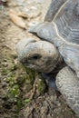 Aldabra Giant Tortoise , Aldabrachelys gigantean Royalty Free Stock Photo