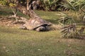 Aldabra Giant Tortoise Aldabrachelys gigantean is a large reptile Royalty Free Stock Photo