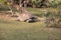 Aldabra Giant Tortoise Aldabrachelys gigantean is a large reptile Royalty Free Stock Photo