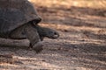 Aldabra Giant Tortoise Aldabrachelys gigantean is a large reptile Royalty Free Stock Photo