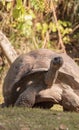 Aldabra Giant Tortoise Aldabrachelys gigantean is a large reptile Royalty Free Stock Photo