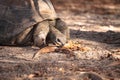 Aldabra Giant Tortoise Aldabrachelys gigantean is a large reptile Royalty Free Stock Photo