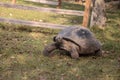Aldabra Giant Tortoise Aldabrachelys gigantean is a large reptile Royalty Free Stock Photo