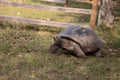 Aldabra Giant Tortoise Aldabrachelys gigantean is a large reptile Royalty Free Stock Photo