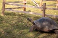 Aldabra Giant Tortoise Aldabrachelys gigantean is a large reptile Royalty Free Stock Photo