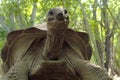 Aldabra giant tortoise from the bottom