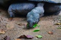 Aldabra giant tortoise browsing leaves Aldabrachelys gigantea, Mahe Island, Seychelles. Close-p. Royalty Free Stock Photo