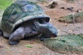 Aldabra giant tortoise browsing leaves Aldabrachelys gigantea, Mahe Island, Seychelles. Royalty Free Stock Photo