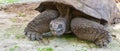Aldabra Giant Tortoise in close-up. Royalty Free Stock Photo