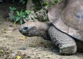 Aldabra giant tortoise close up view of the head Royalty Free Stock Photo